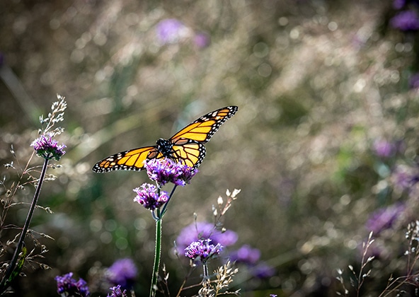 butterfly in wild flowers